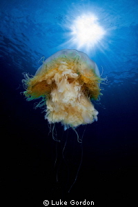Wide angle macro, Lions Mane Jelly! by Luke Gordon 